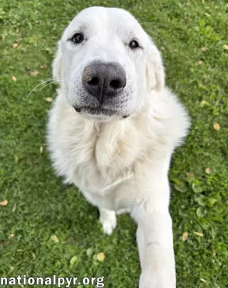 Fluffy in OH - Gives Big Toothy Smiles!