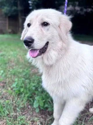 Tilly