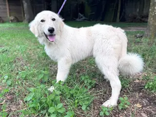 Tilly