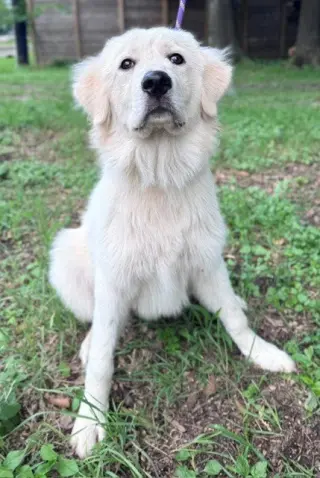 Tilly
