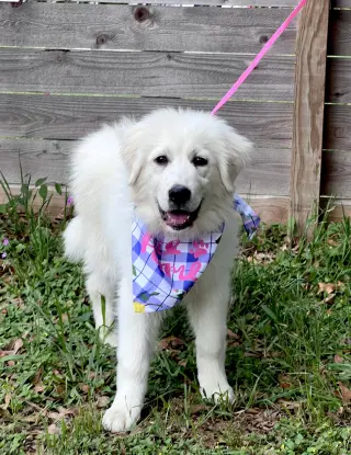 Tilly