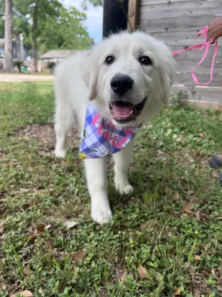 Tilly