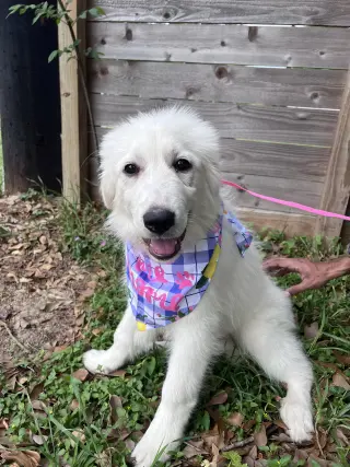 Tilly