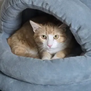 Bob