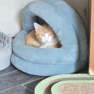 Bob