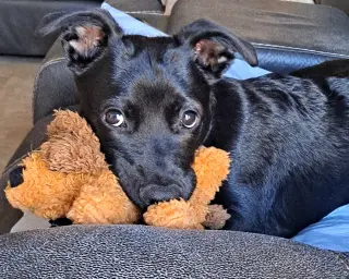 Joey