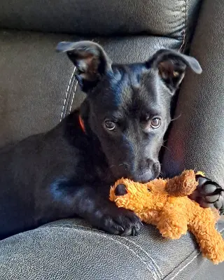 Joey