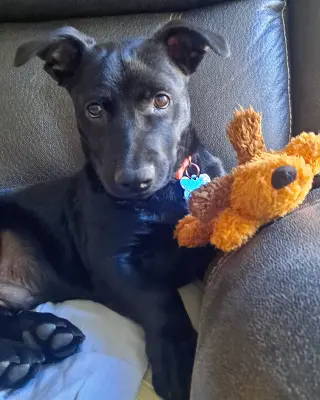 Joey