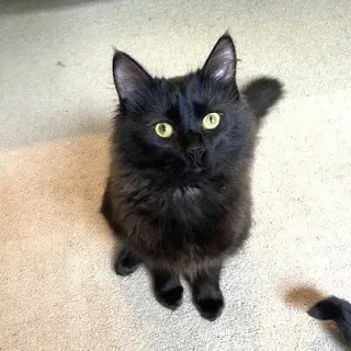 zz-Little Kitten