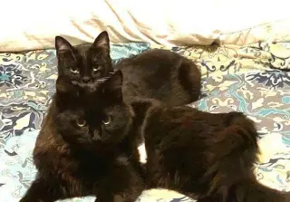 zz-Little Kitten