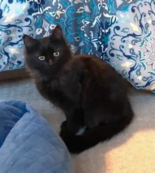 zz-Little Kitten