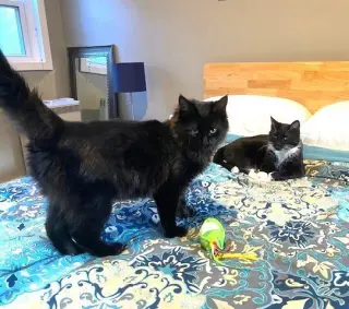 zz-Little Kitten