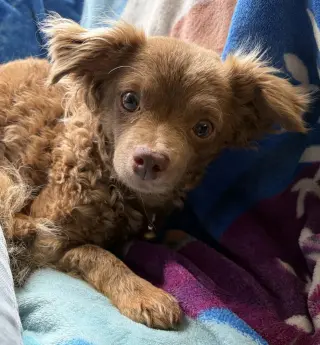 Leni