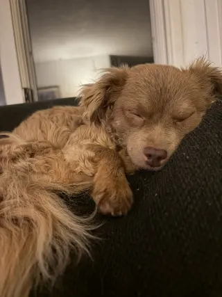 Leni