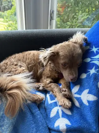 Leni