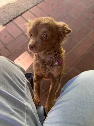 Leni