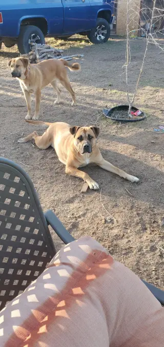 Nala