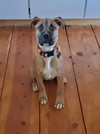 Nala