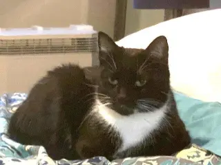 zz-Momma Cat