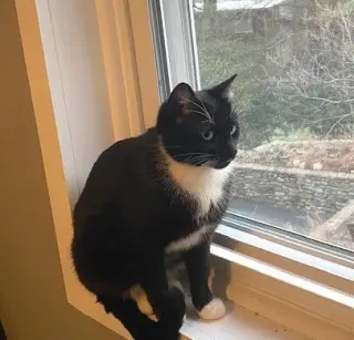 zz-Momma Cat