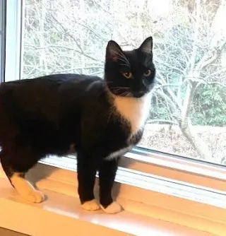 zz-Momma Cat