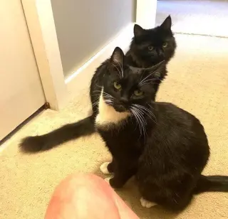 zz-Momma Cat