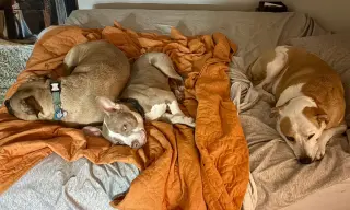 Ears McGee