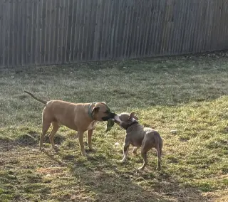 Ears McGee