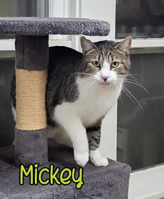 Mickey