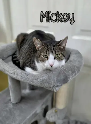 Mickey
