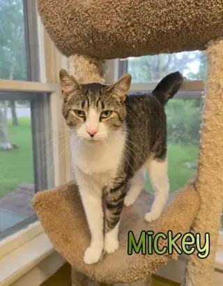 Mickey
