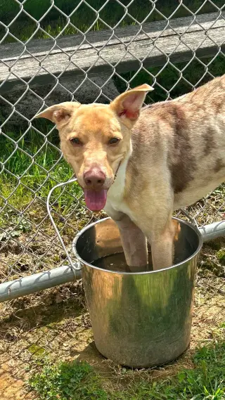 Pound Dog-Jerry #188265 Courtesy Listing