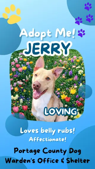 Pound Dog-Jerry #188265 Courtesy Listing