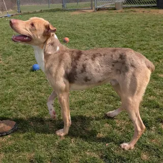 Pound Dog-Jerry #188265 Courtesy Listing