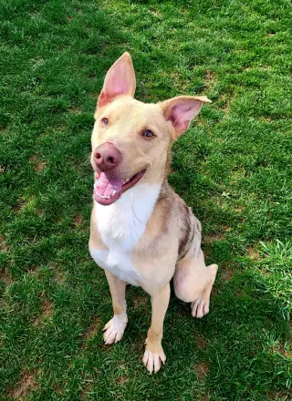 Pound Dog-Jerry #188265 Courtesy Listing