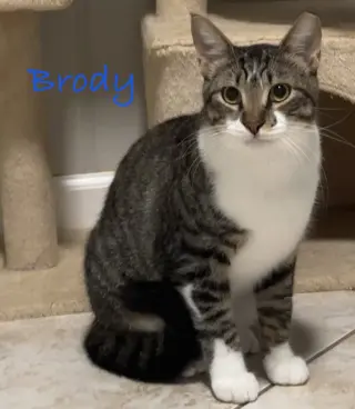 Brody