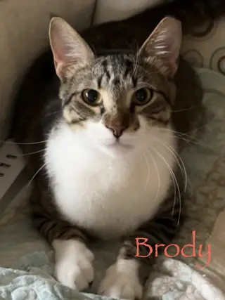 Brody