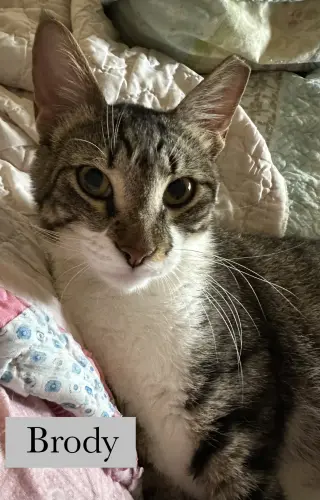 Brody