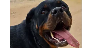 Bam