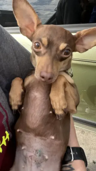 Pixie