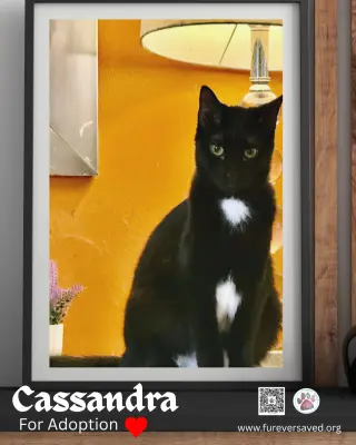 Cassandra