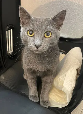 George