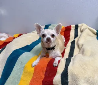 Edie