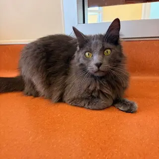 Heathcliff