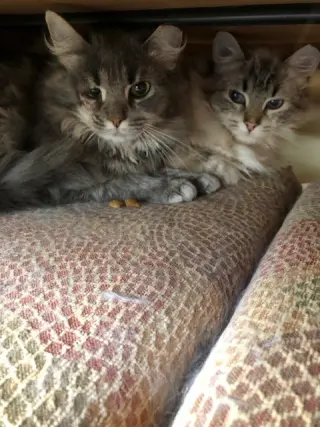 Lance bonded with Lacey