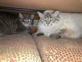 Lance bonded with Lacey