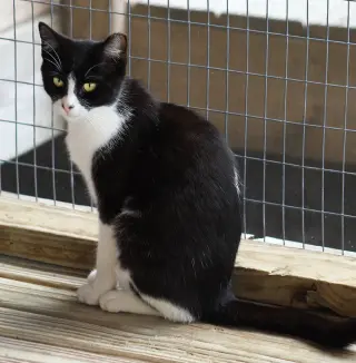 Domino