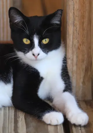 Domino