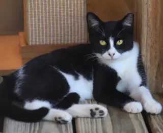 Domino
