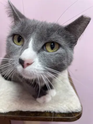 Suki